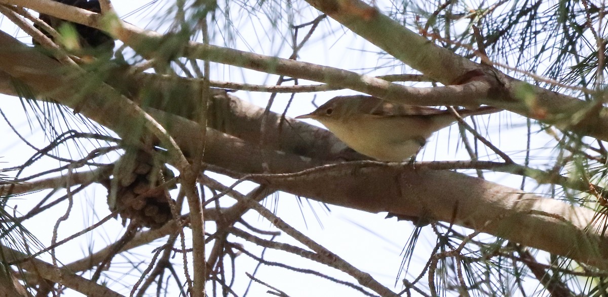 Western Olivaceous Warbler - ML635158663