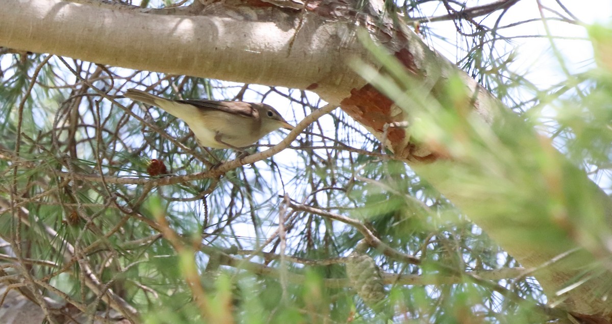 Western Olivaceous Warbler - ML635158664