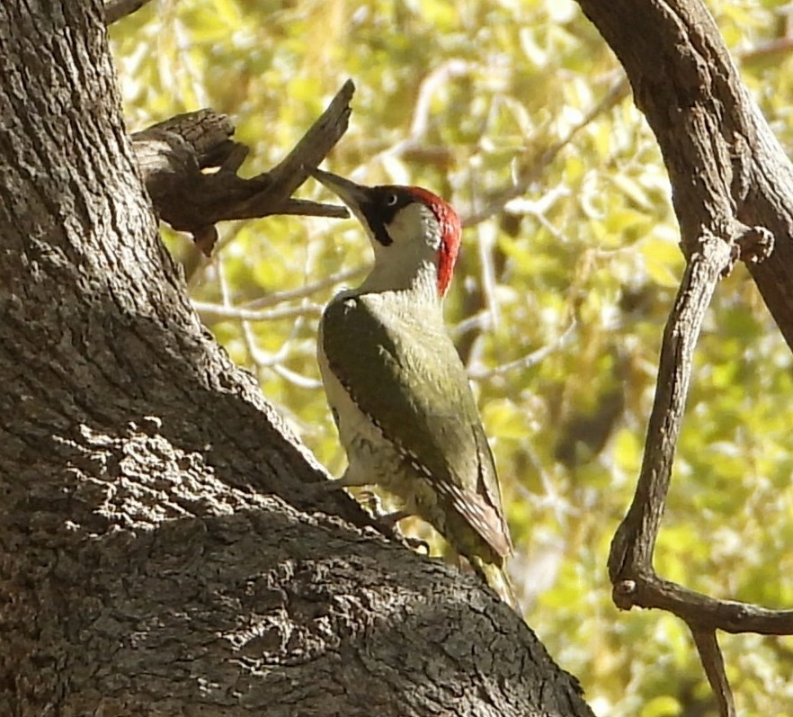 Eurasian Green Woodpecker (Mesopotamian) - Keramat Hafezi