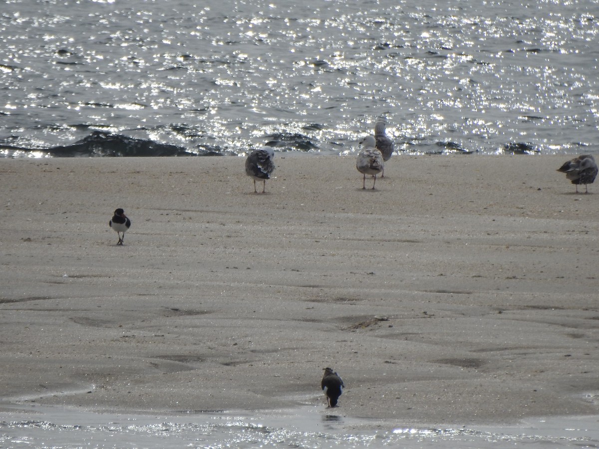 Eurasian Oystercatcher - ML635158684