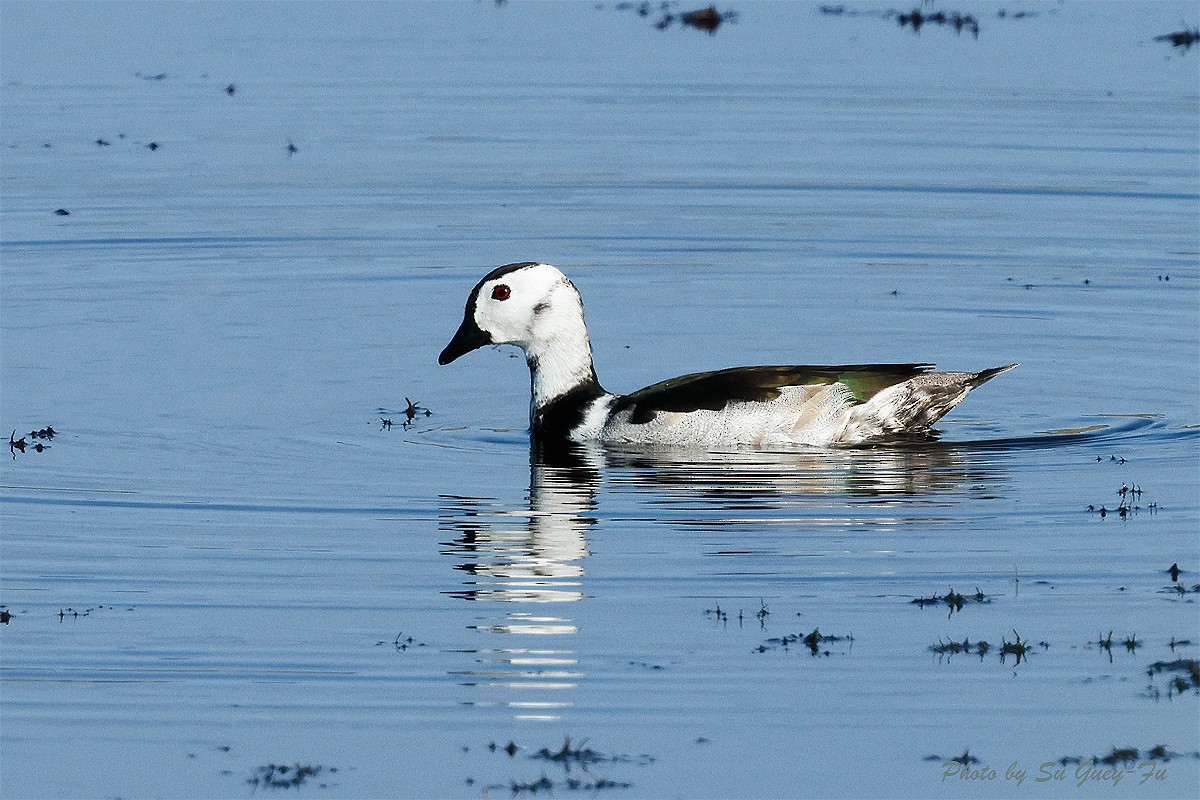 Cotton Pygmy-Goose - ML635158704