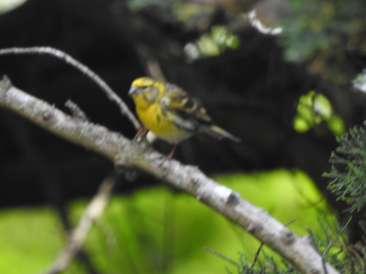 European Serin - ML635158708