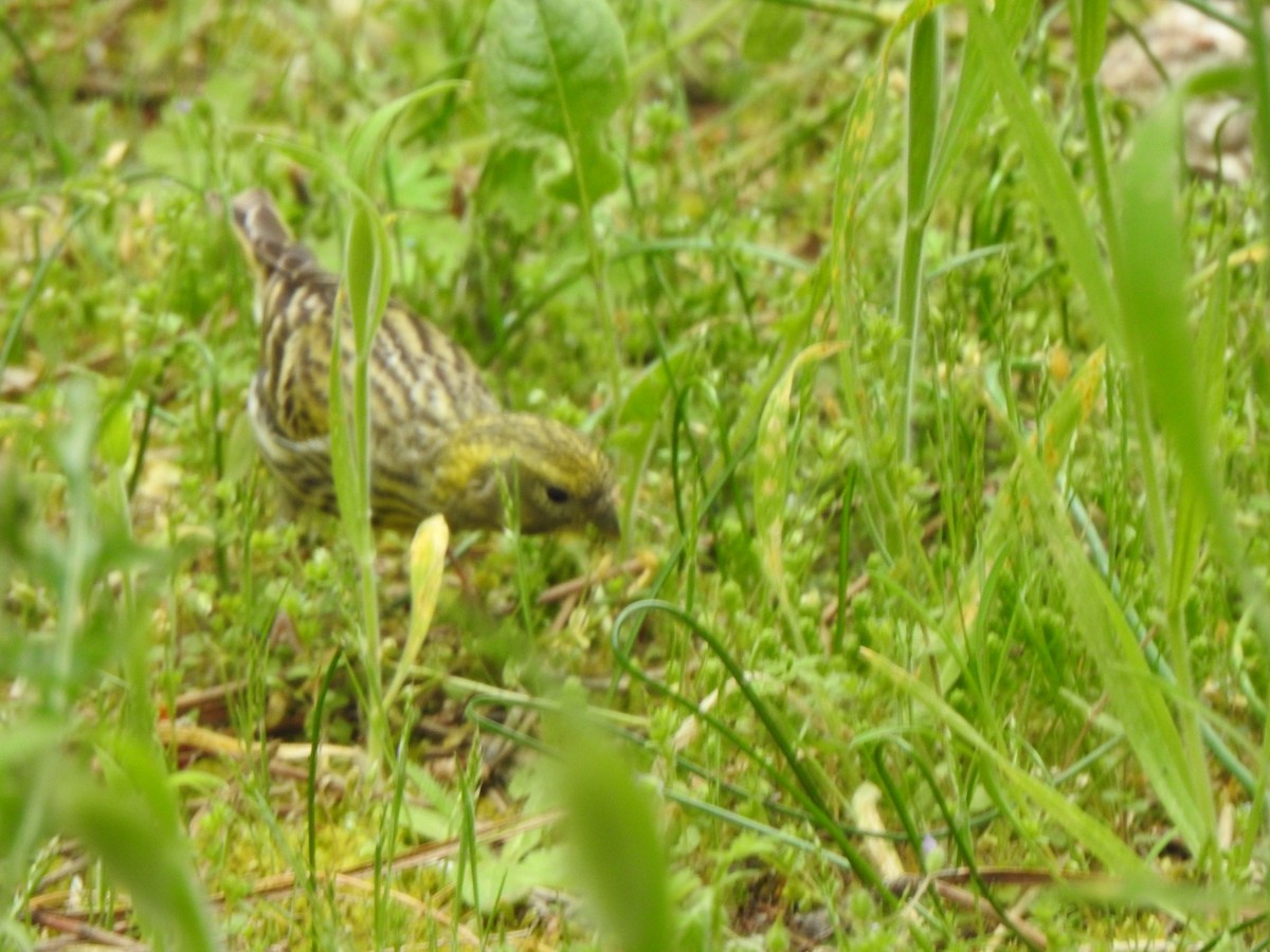 European Serin - ML635158711