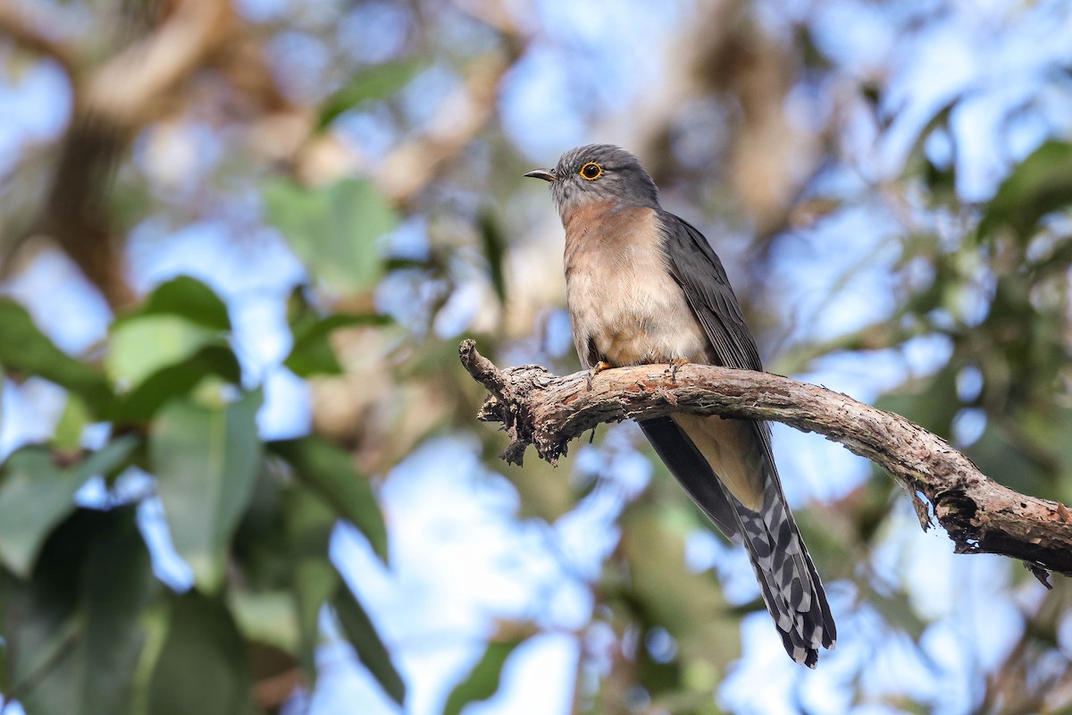 Fan-tailed Cuckoo - ML635158757