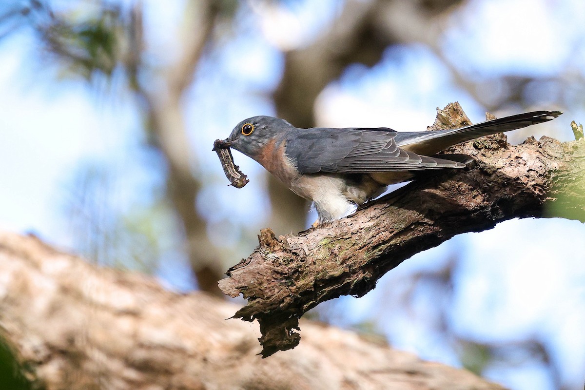 Fan-tailed Cuckoo - ML635158760