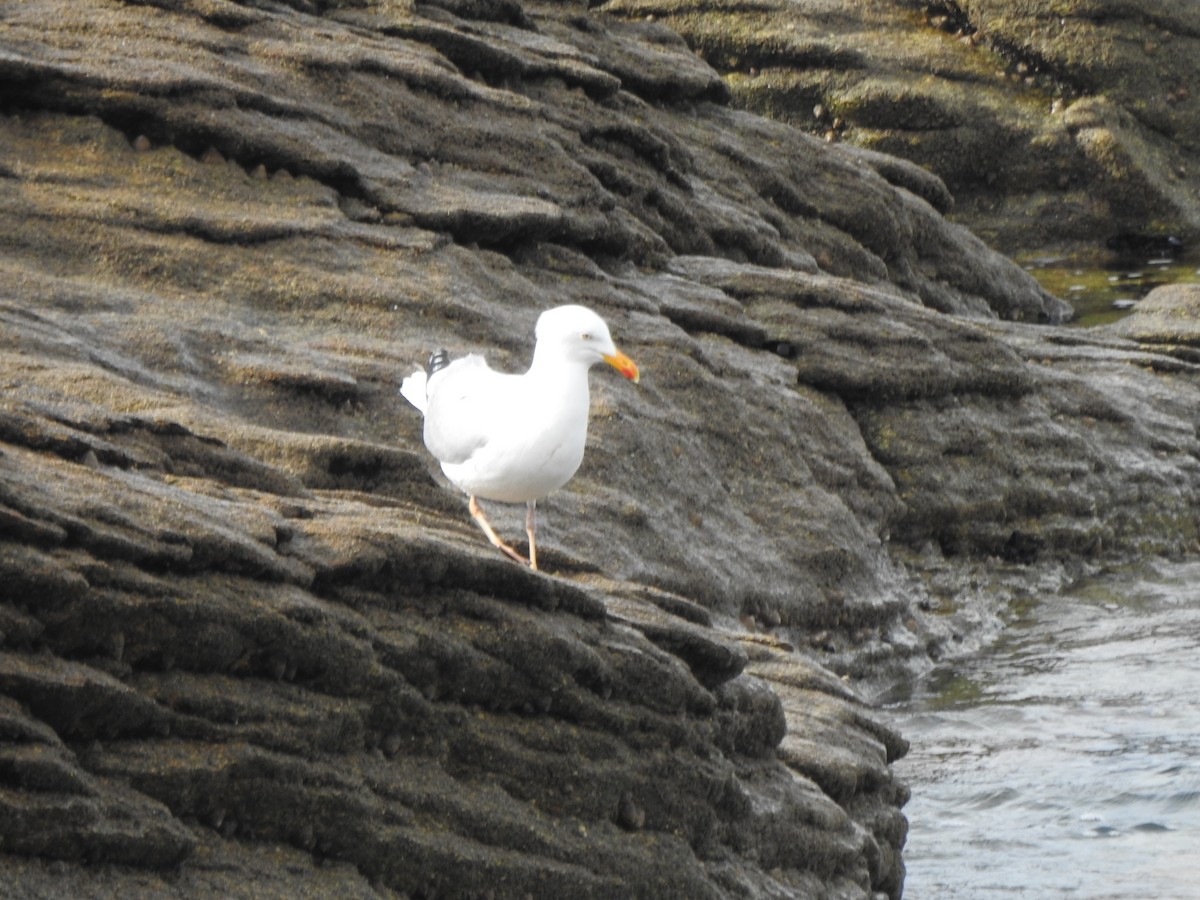 European Herring Gull - ML635158856