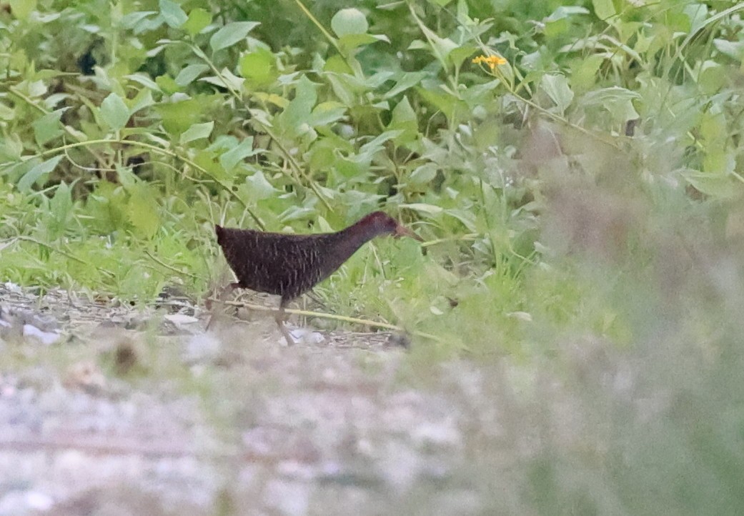 Slaty-breasted Rail - ML635158881