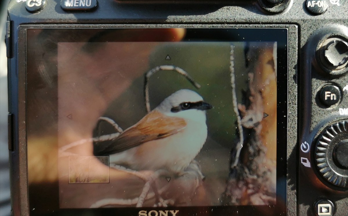 Red-backed Shrike - ML635158984