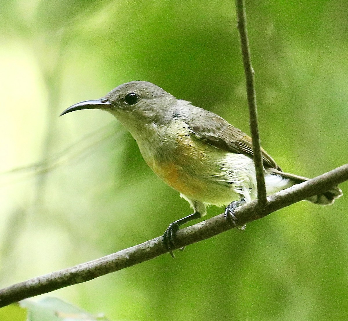 Crimson Sunbird - ML635159018