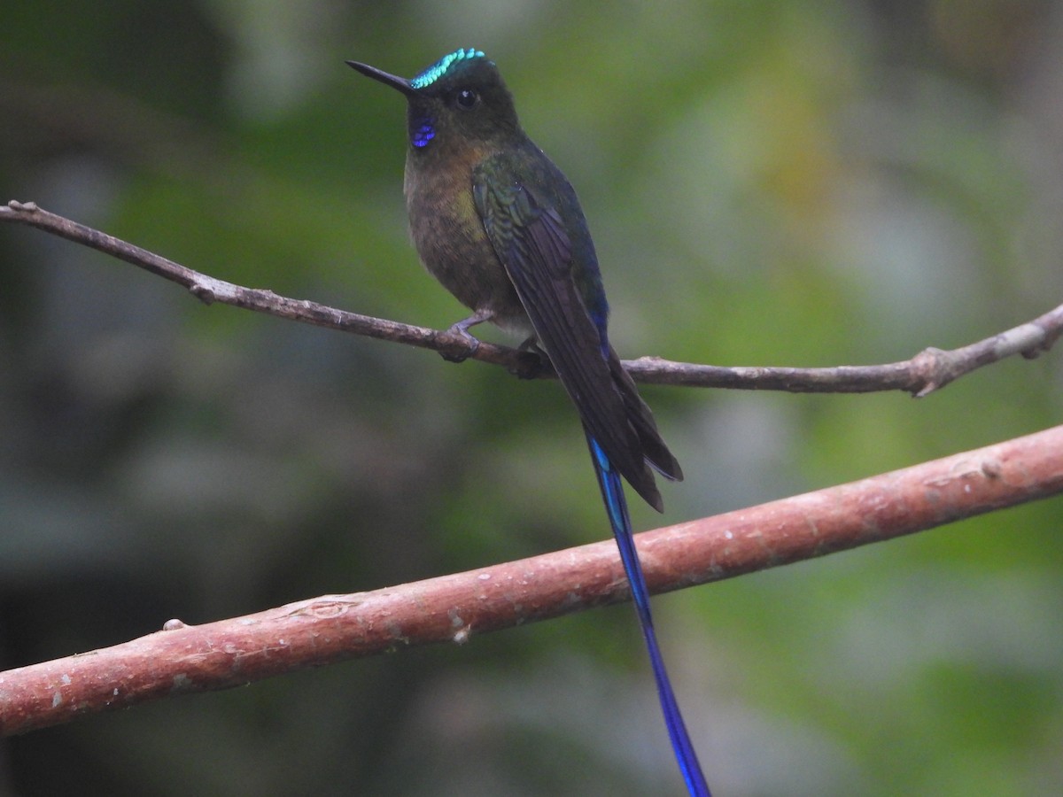 Violet-tailed Sylph - ML635159151