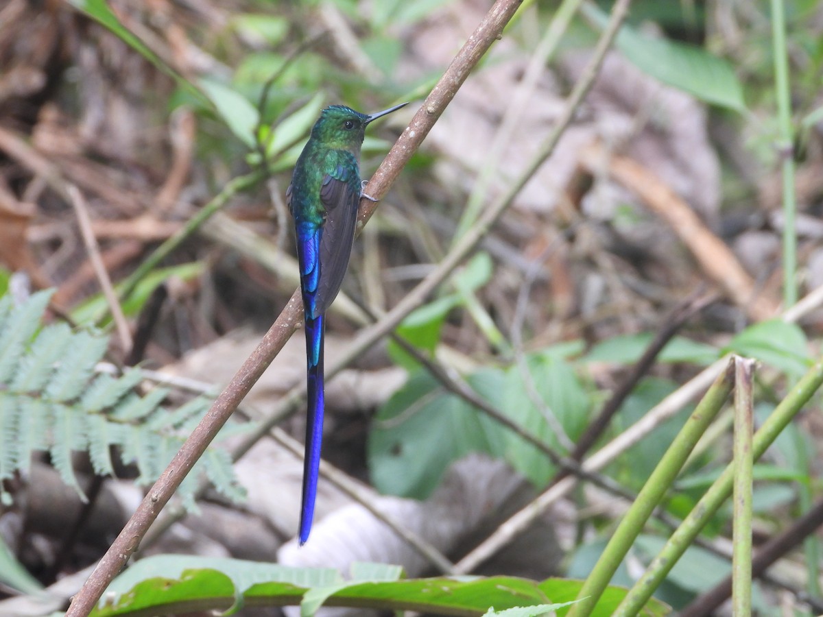 Violet-tailed Sylph - ML635159152