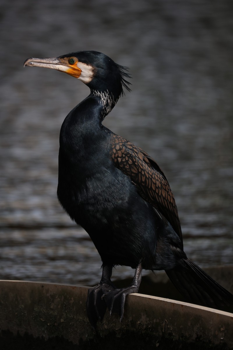 Great Cormorant - ML635159201