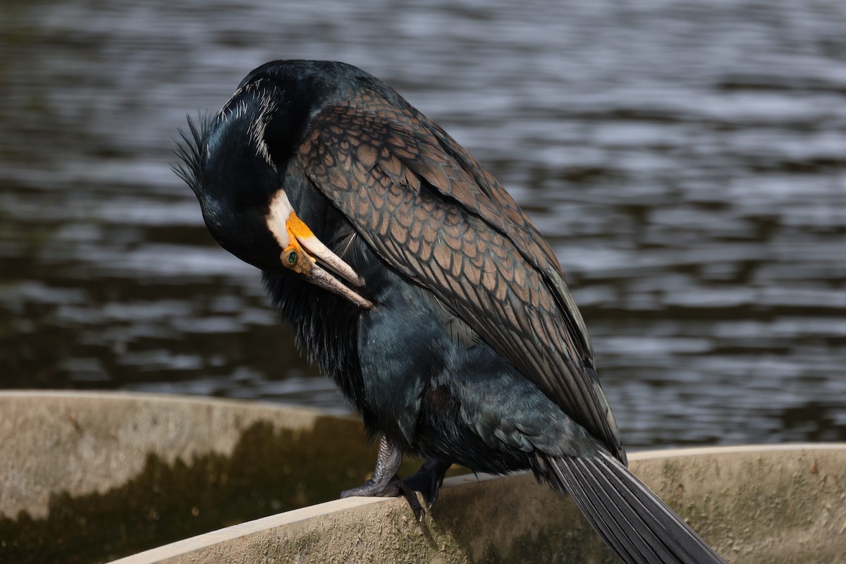 Great Cormorant - ML635159202