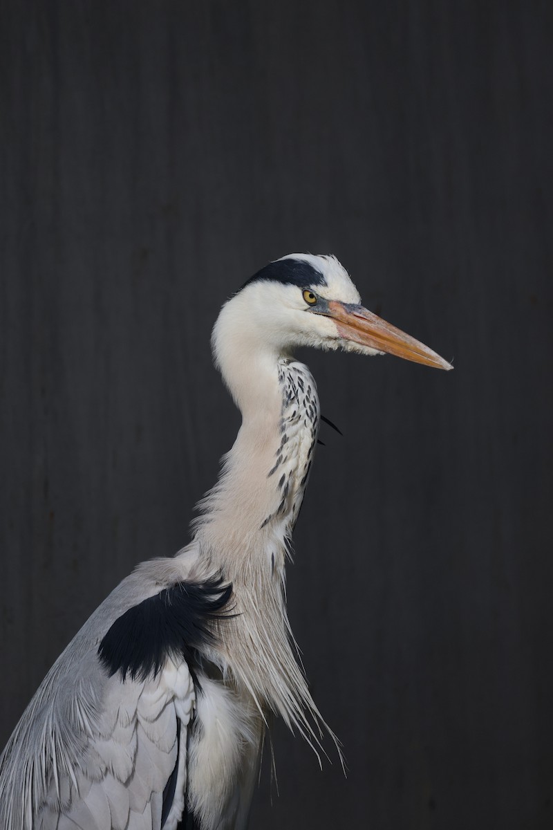 Gray Heron - ML635159214