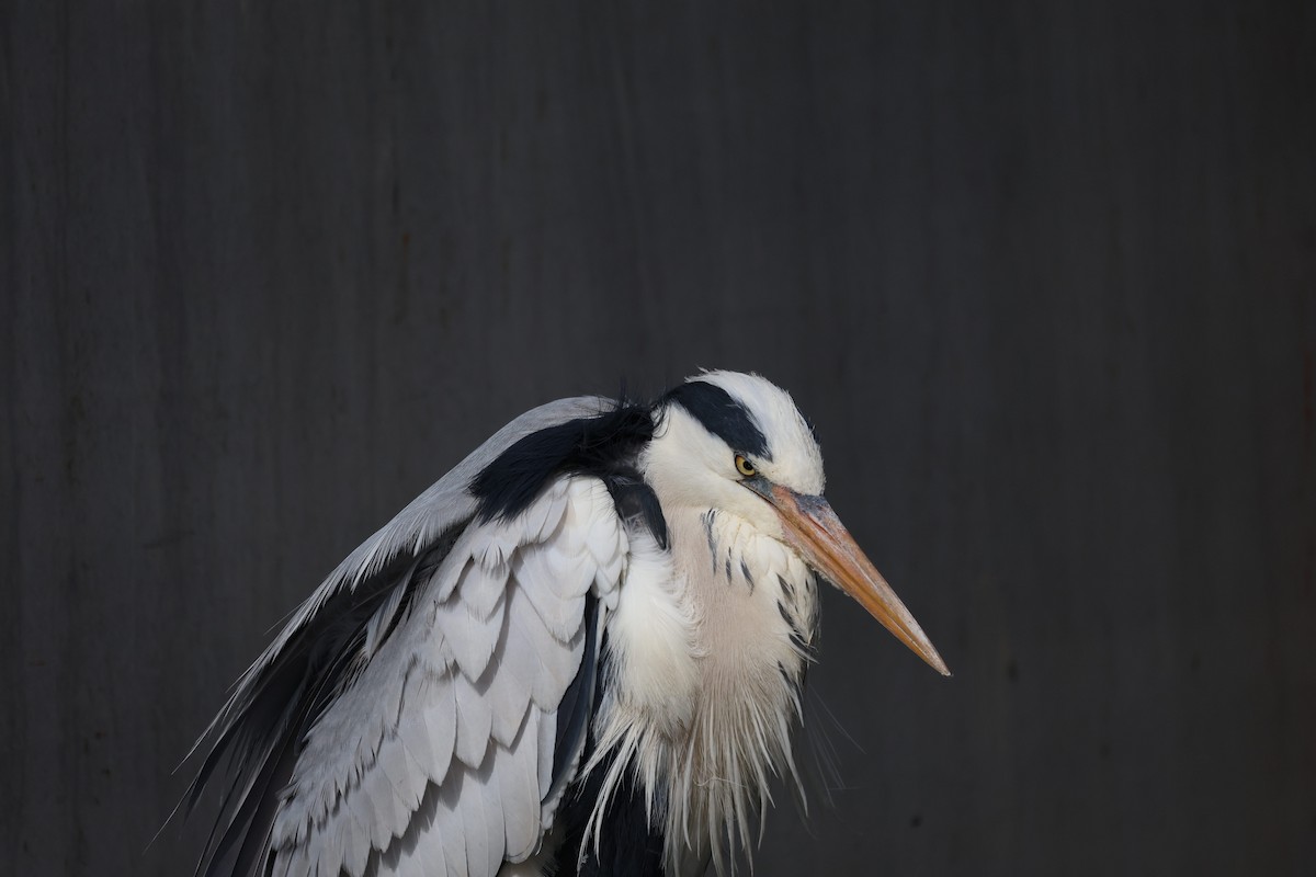 Gray Heron - ML635159215