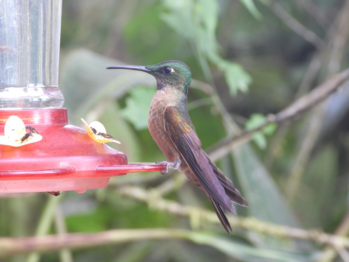 Fawn-breasted Brilliant - ML635159292