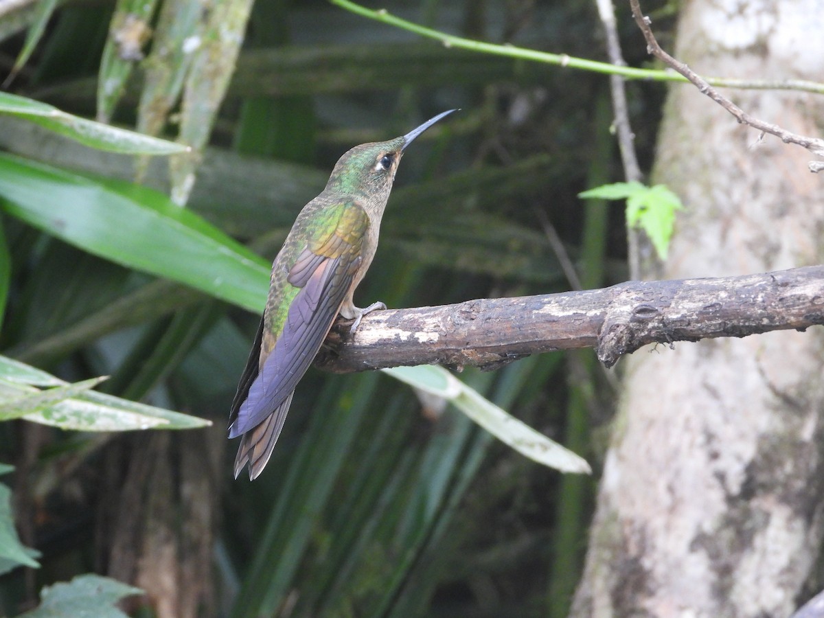 Fawn-breasted Brilliant - ML635159293