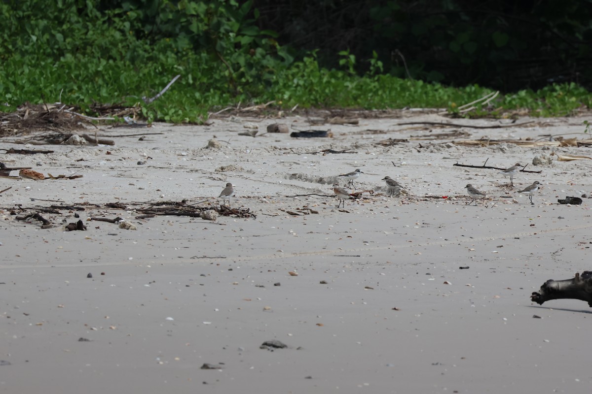 Siberian/Tibetan Sand-Plover - ML635159437