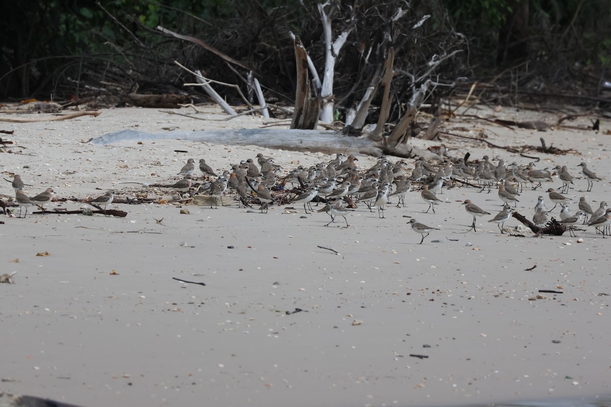 Siberian/Tibetan Sand-Plover - ML635159438