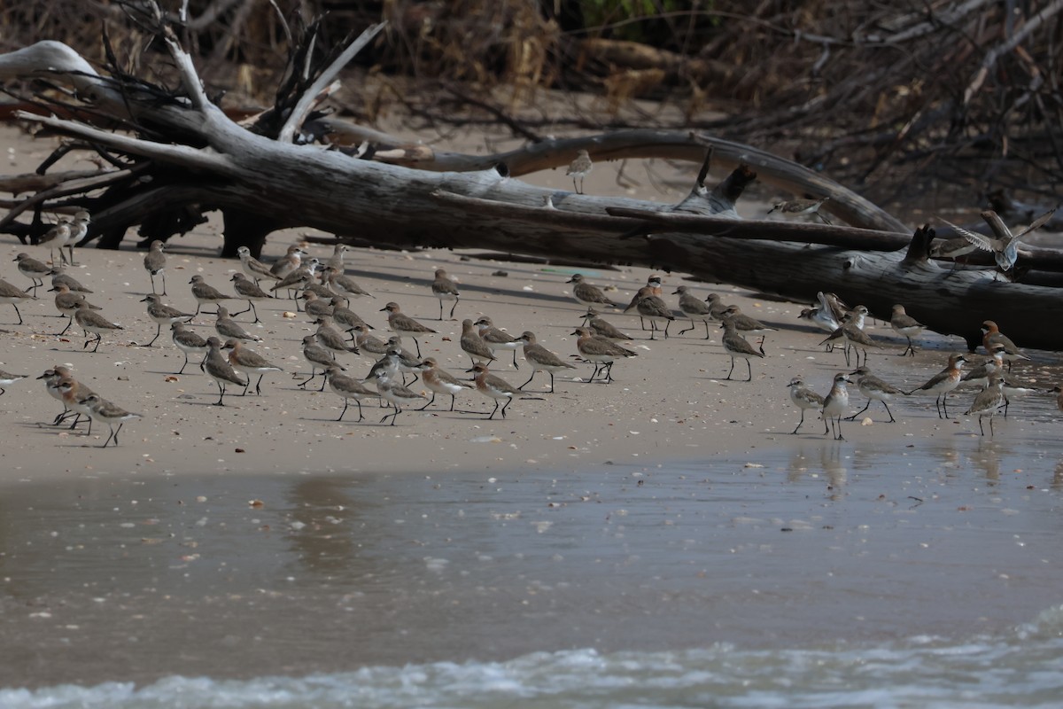 Siberian/Tibetan Sand-Plover - ML635159439