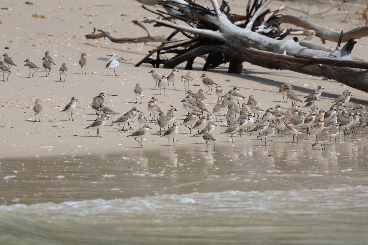 Siberian/Tibetan Sand-Plover - ML635159441