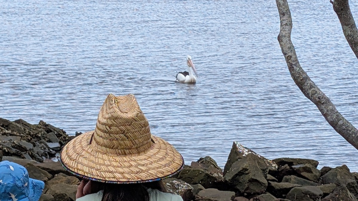 Australian Pelican - ML635159460