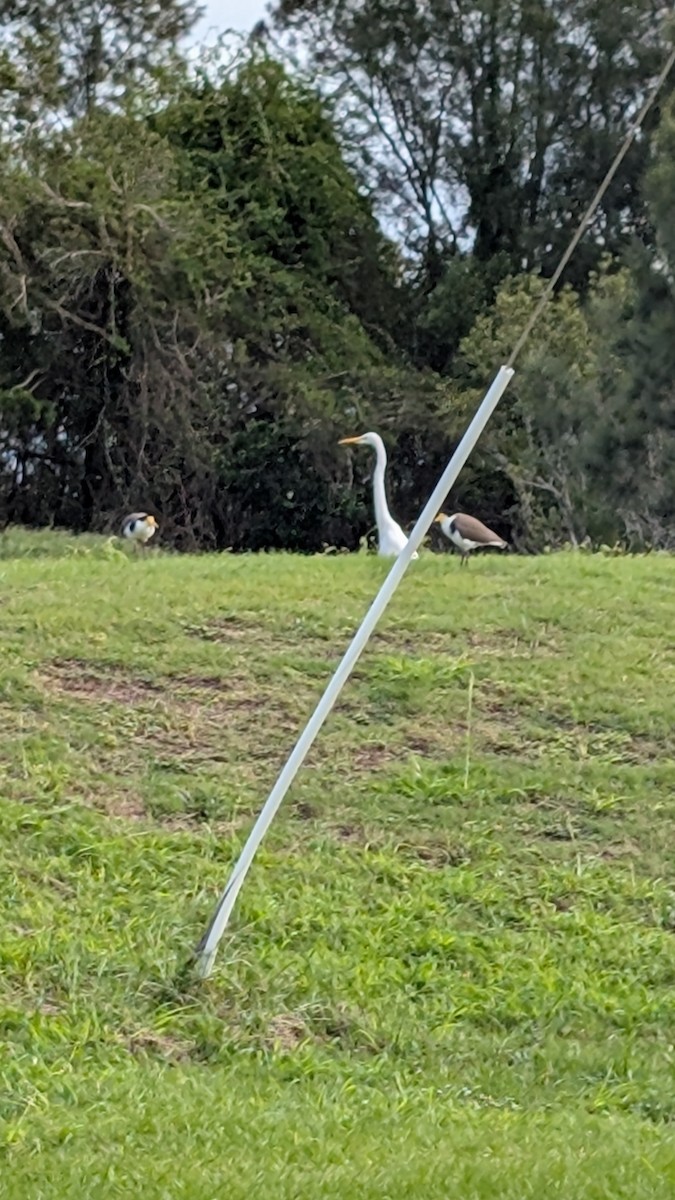 Great Egret - ML635159466