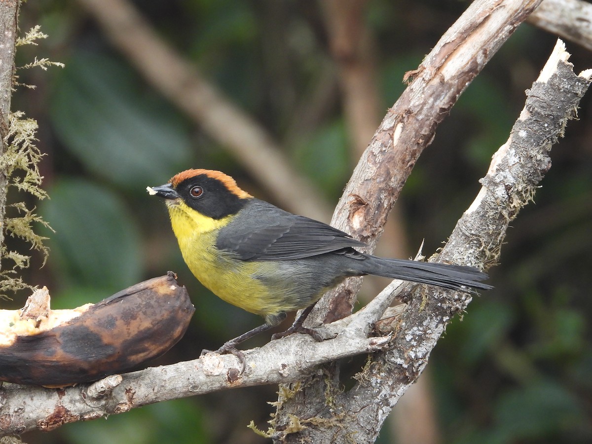 Yellow-breasted Brushfinch - ML635159550