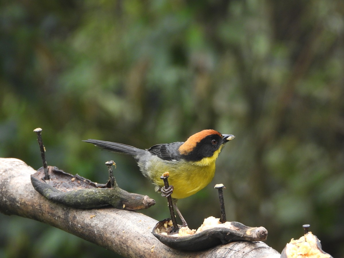 Yellow-breasted Brushfinch - ML635159551
