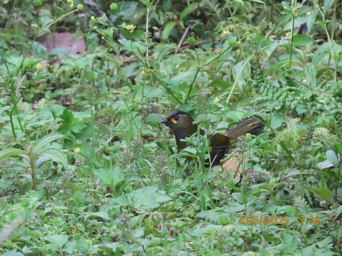 Taiwan Liocichla - ML635159671