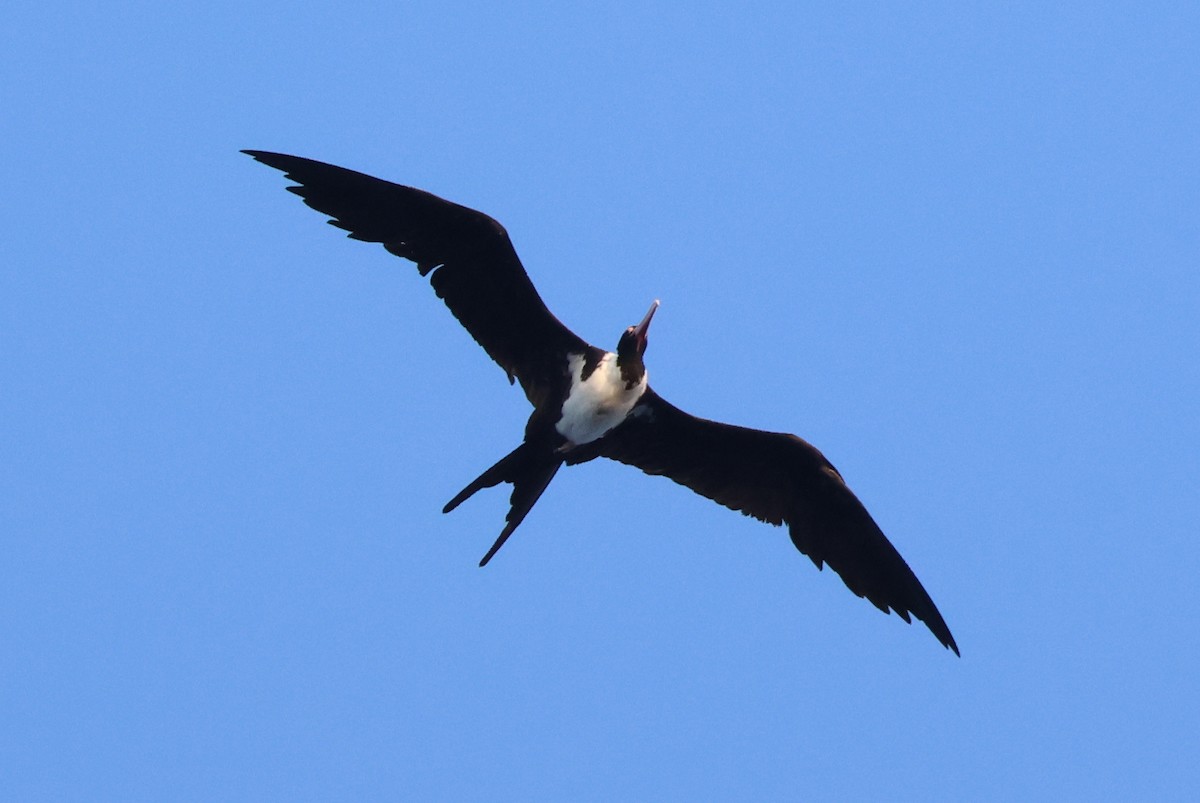 Christmas Island Frigatebird - ML635159699
