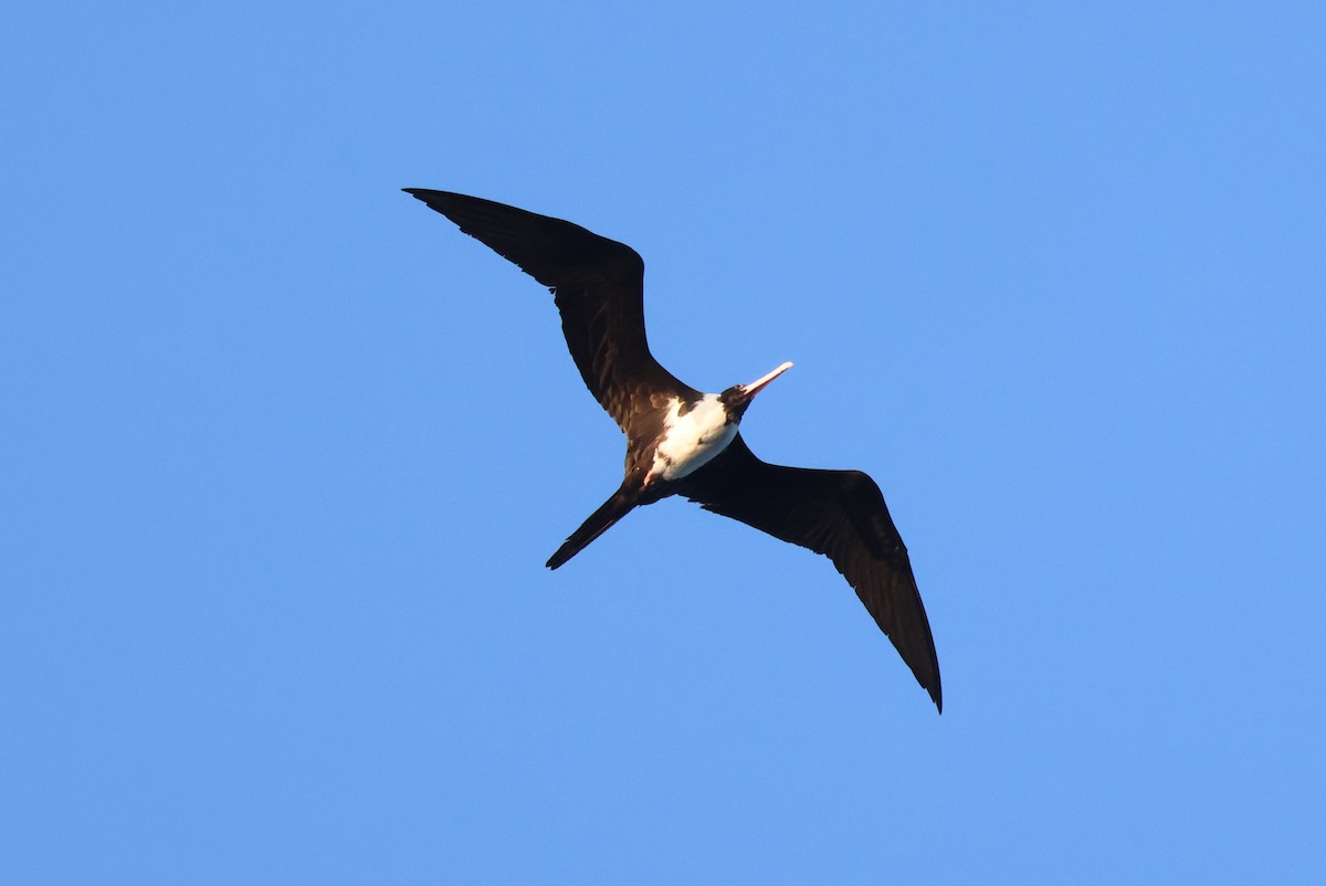 Christmas Island Frigatebird - ML635159700