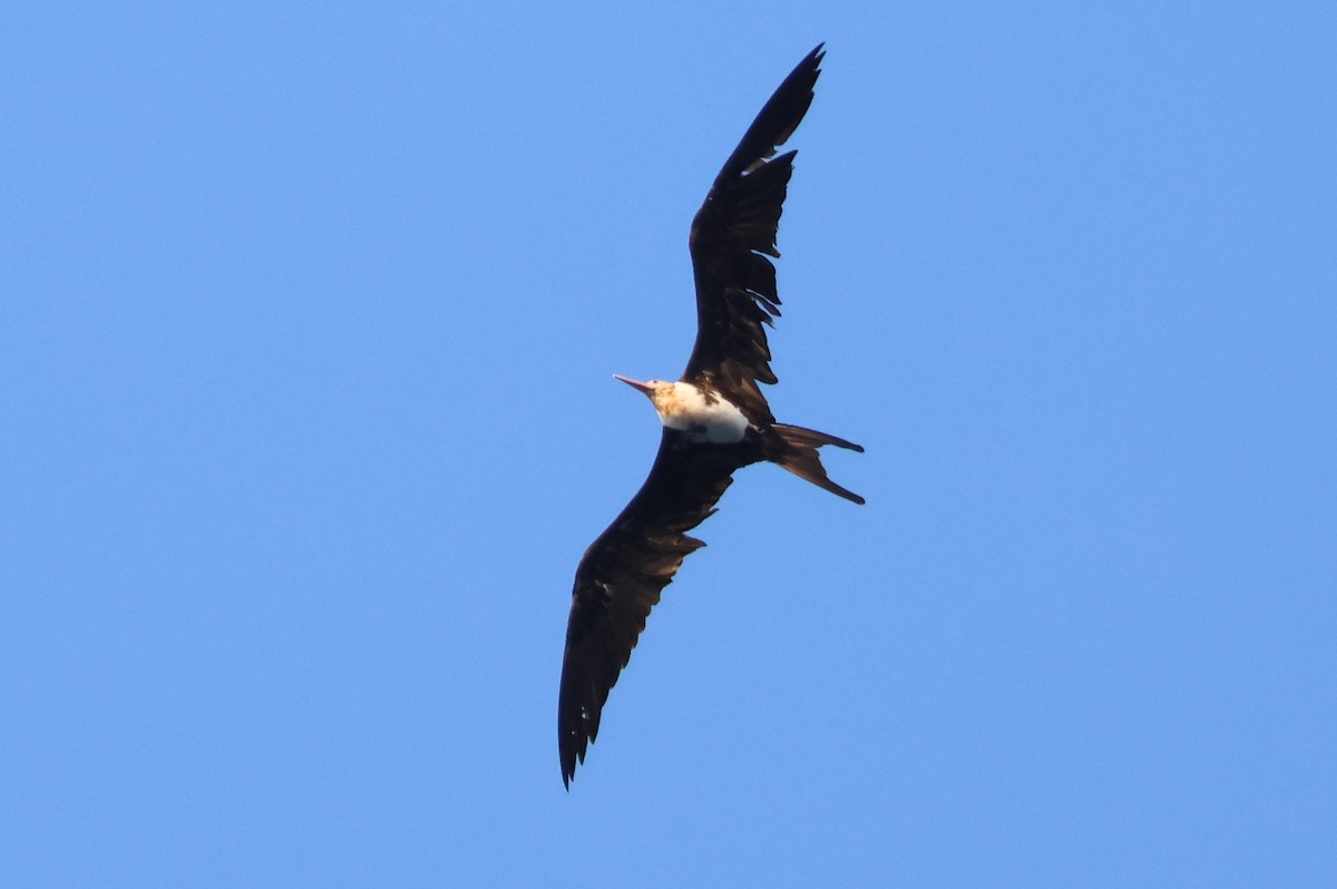 Christmas Island Frigatebird - ML635159714