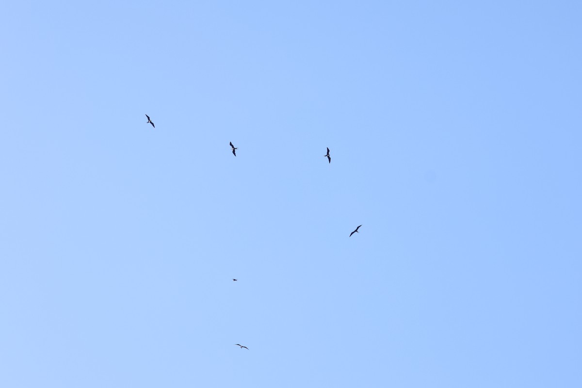 Christmas Island Frigatebird - ML635159716