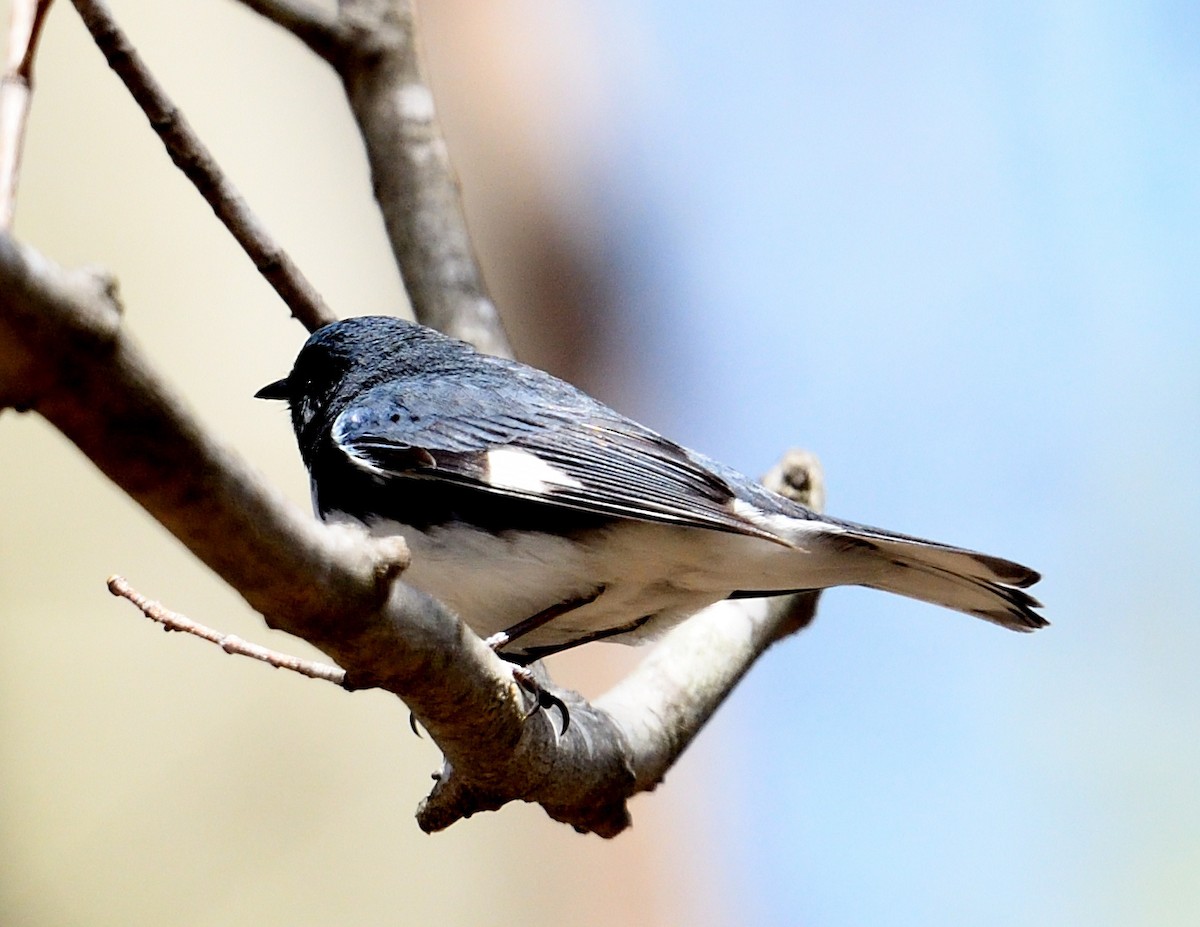 Black-throated Blue Warbler - ML635159766