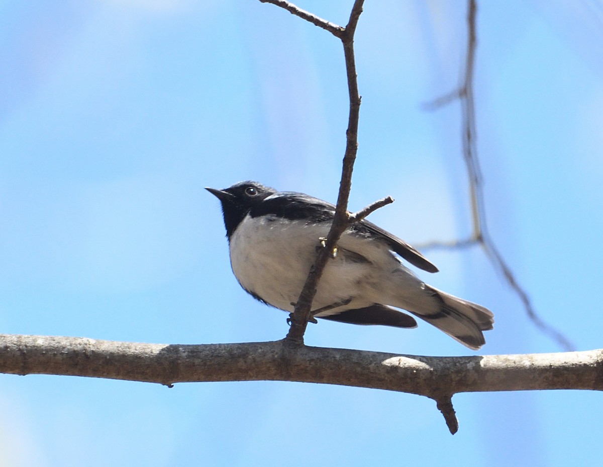 Black-throated Blue Warbler - ML635159767