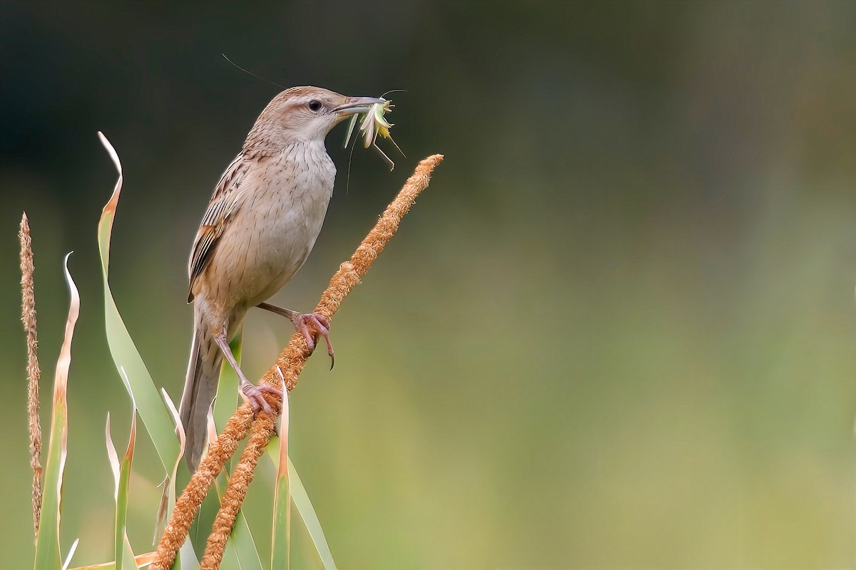 Striated Grassbird - ML635159774