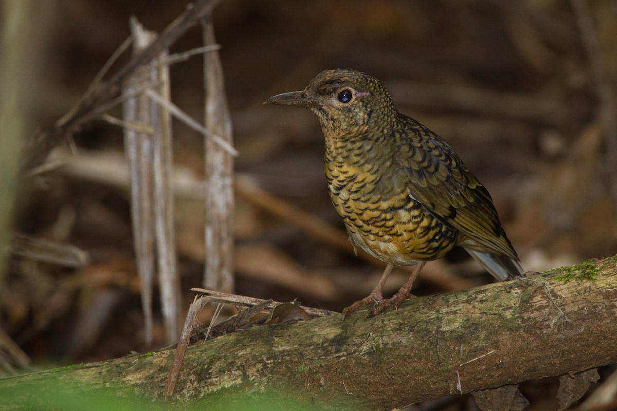 Sri Lanka Thrush - ML635159800