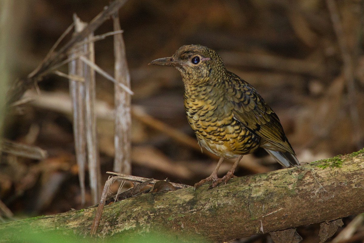 Sri Lanka Thrush - ML635159801