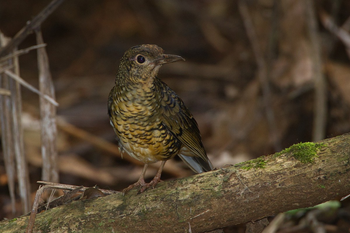 Sri Lanka Thrush - ML635159802