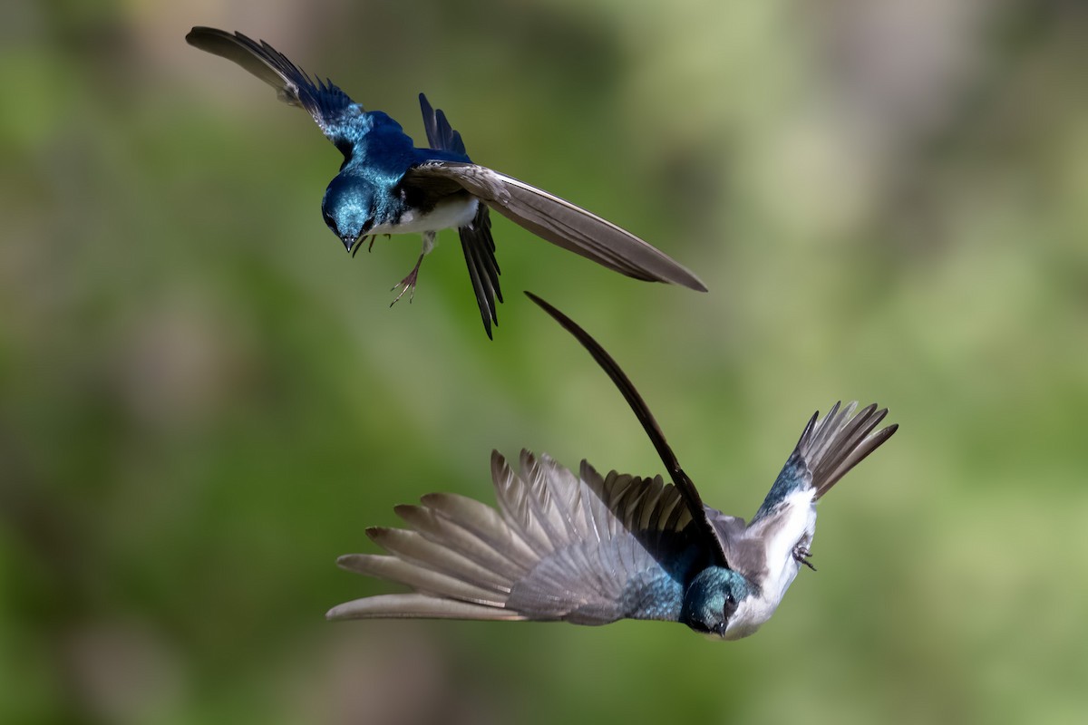 Tree Swallow - ML635159914