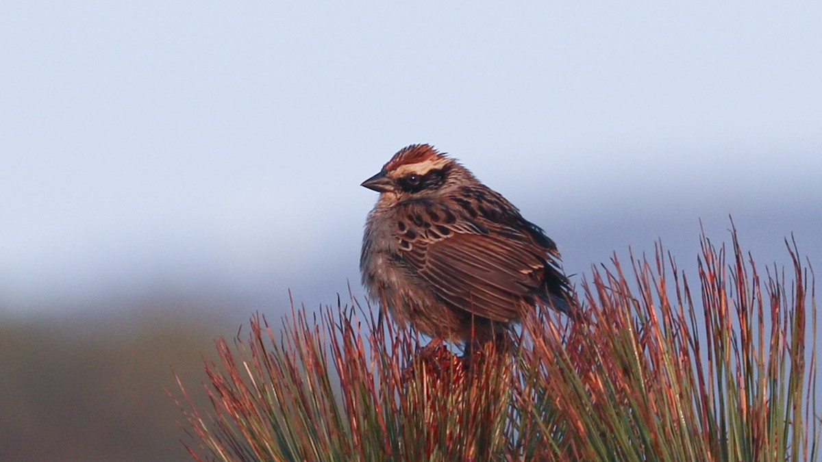 Striped Sparrow - ML635160085