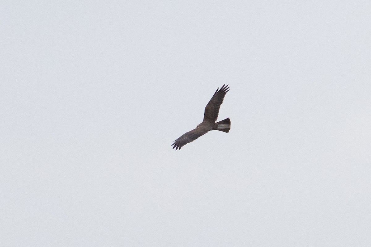 Western Marsh Harrier - ML635160154