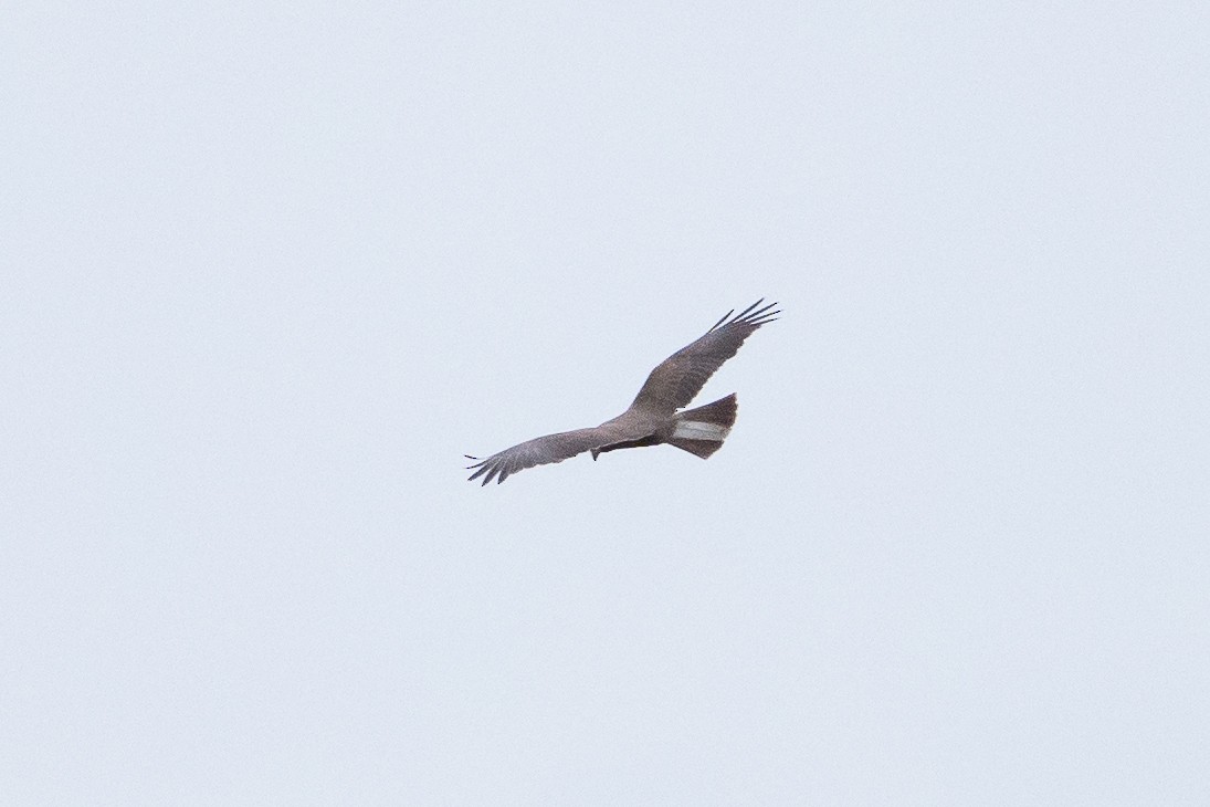 Western Marsh Harrier - ML635160155