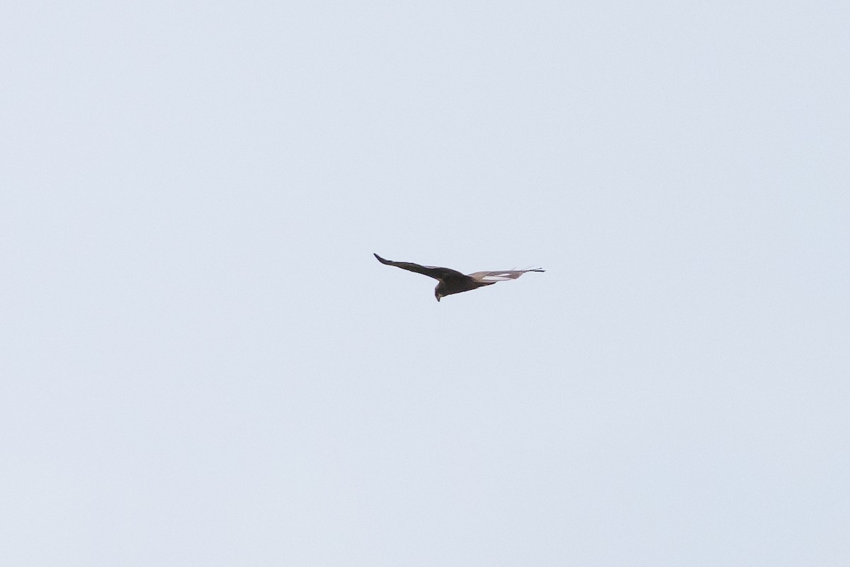 Western Marsh Harrier - ML635160156