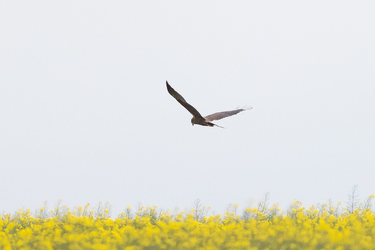 Western Marsh Harrier - ML635160157