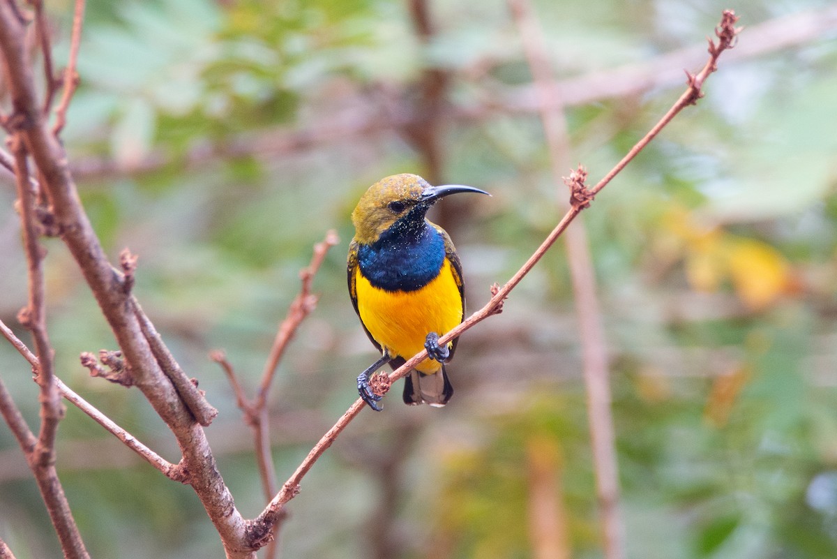 Sahul Sunbird - ML635160249