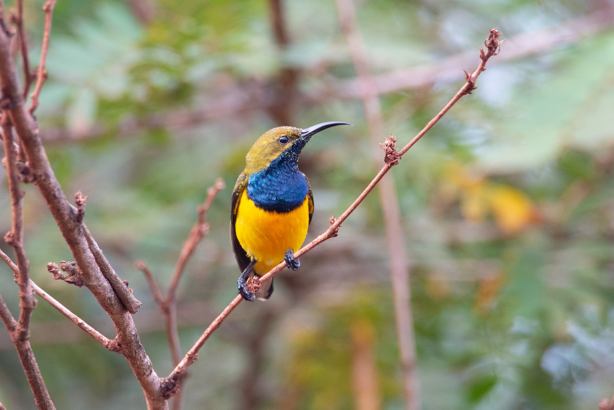 Sahul Sunbird - ML635160250