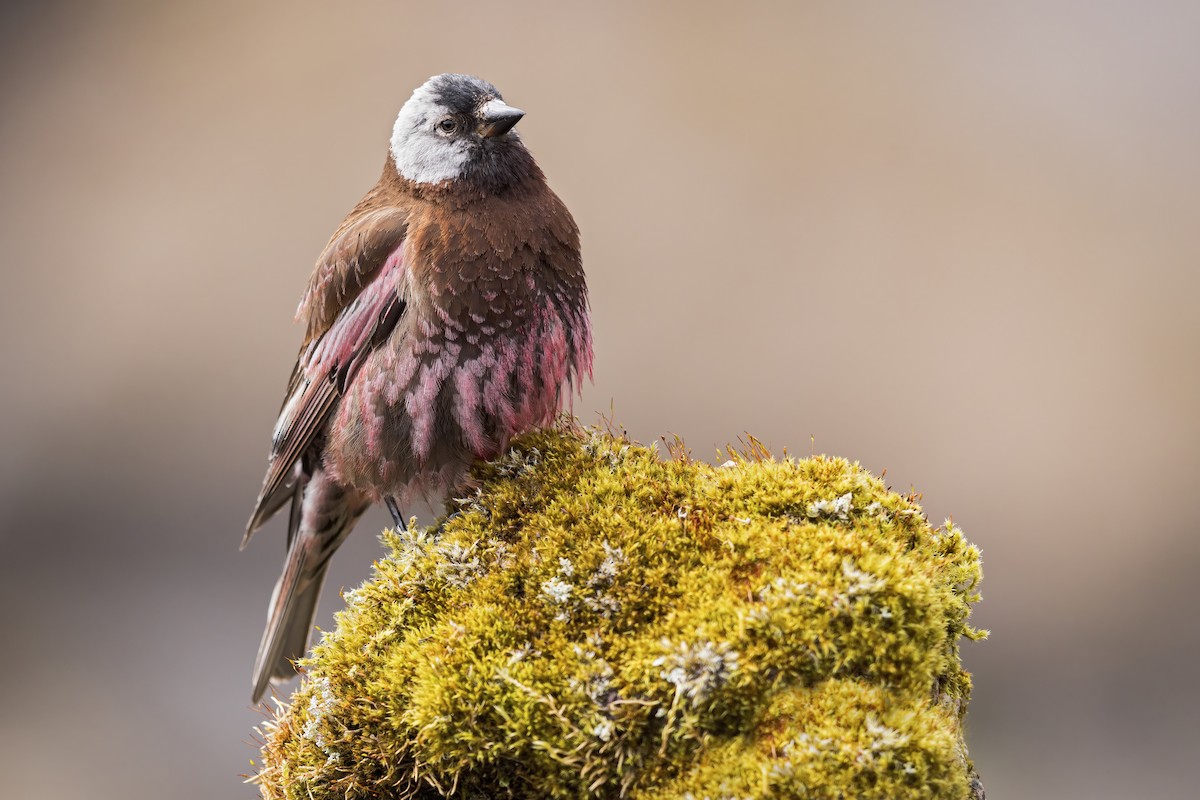 Gray-crowned Rosy-Finch (Pribilof Is.) - ML635160273