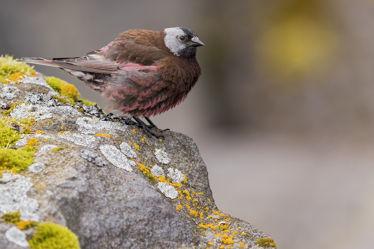 Gray-crowned Rosy-Finch (Pribilof Is.) - ML635160291